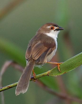 Timlia (Chrysomma sinense)